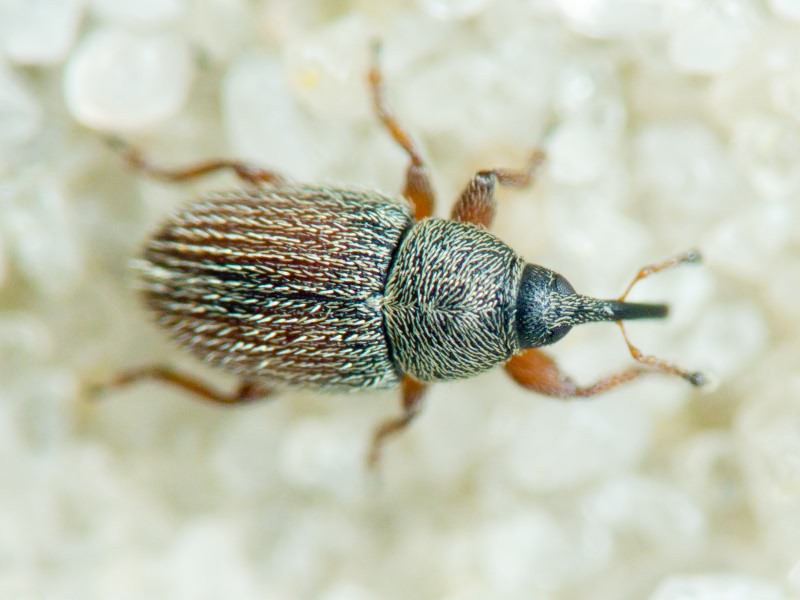 Mecinus pascuorum (Gyllenhal, 1813)